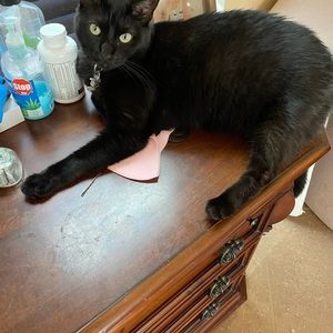 Meet your Posher, Vanessa